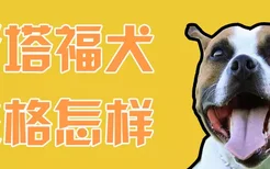 斯塔福犬性格怎样