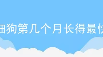 细狗第几个月长得最快