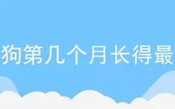 细狗第几个月长得最快