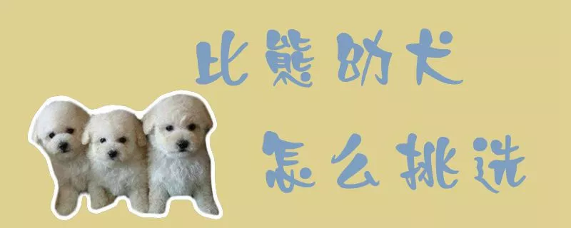 比熊幼犬怎么挑选1