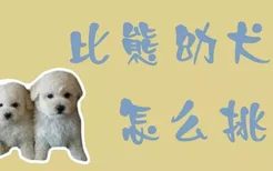 比熊幼犬怎么挑选