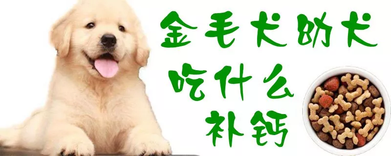 金毛犬幼犬吃什么补钙1