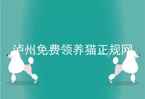 泸州免费领养猫正规网