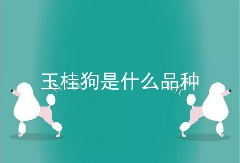 玉桂狗是什么品种