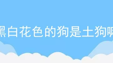 黑白花色的狗是土狗嘛