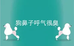 狗鼻子呼气很臭