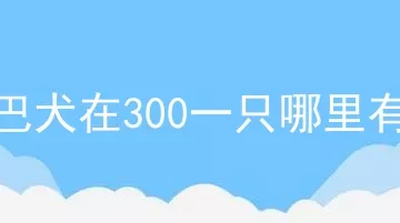 京巴犬在300一只哪里有卖