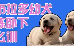 拉布拉多幼犬训练卧下怎么训