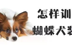 怎样训练蝴蝶犬装死