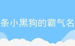 一条小黑狗的霸气名字