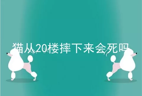 猫从20楼摔下来会死吗