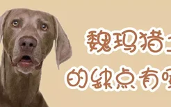 魏玛猎犬的缺点有哪些