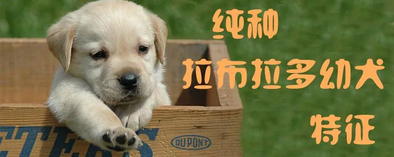 纯种拉布拉多幼犬特征1