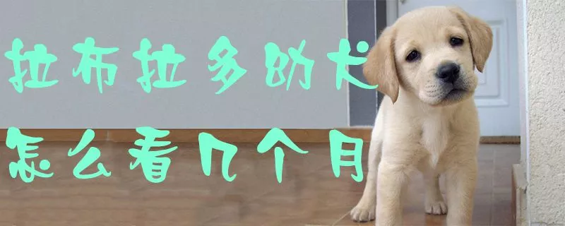 拉布拉多幼犬怎么看几个月1