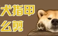 柴犬指甲怎么剪