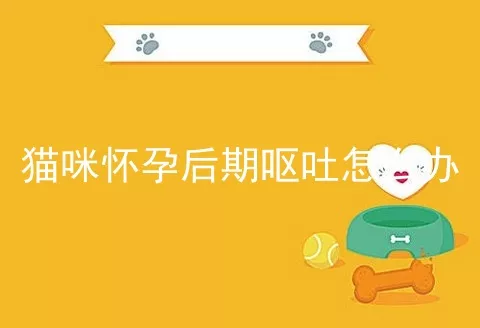 猫咪怀孕后期呕吐怎么办