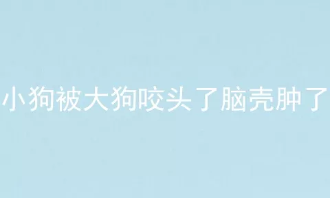 小狗被大狗咬头了脑壳肿了