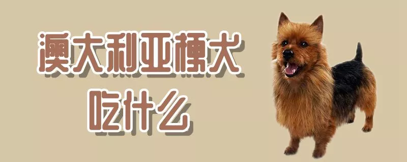 澳大利亚梗犬吃什么