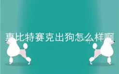 惠比特赛克出狗怎么样啊