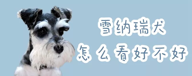 雪纳瑞犬怎么看好不好