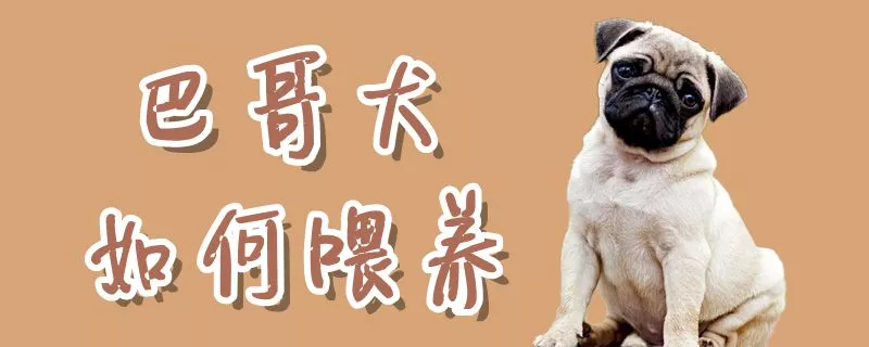 巴哥犬如何喂养