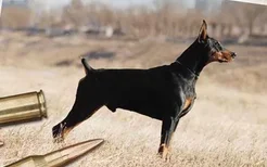 世界军犬排名 全世界军队最威猛的七大军犬