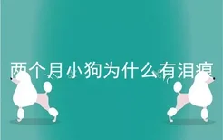 两个月小狗为什么有泪痕