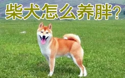 柴犬怎么养胖