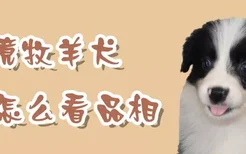 边境牧羊犬怎么看品相