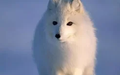 日本银狐犬一只最少多少元