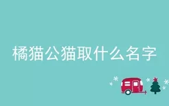 橘猫公猫取什么名字