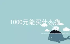 1000元能买什么猫