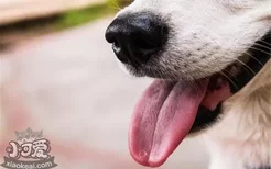 狗狗口臭的原因分析 狗狗口臭要怎么改善
