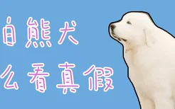 大白熊犬怎么看真假