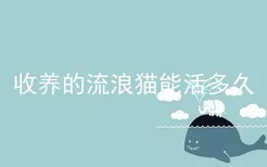 收养的流浪猫能活多久