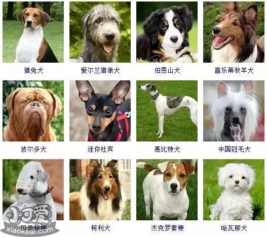 狗狗品种大全及图片 这些品种的狗狗你都认识吗