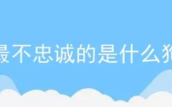 最不忠诚的是什么狗