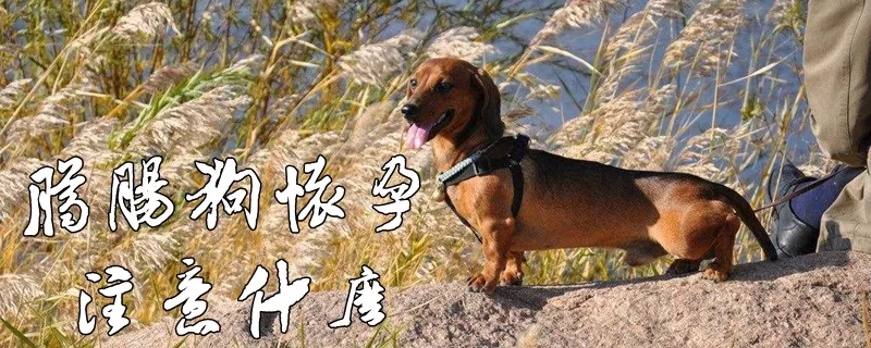 腊肠犬怀孕注意什么