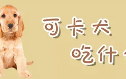 可卡犬吃什么