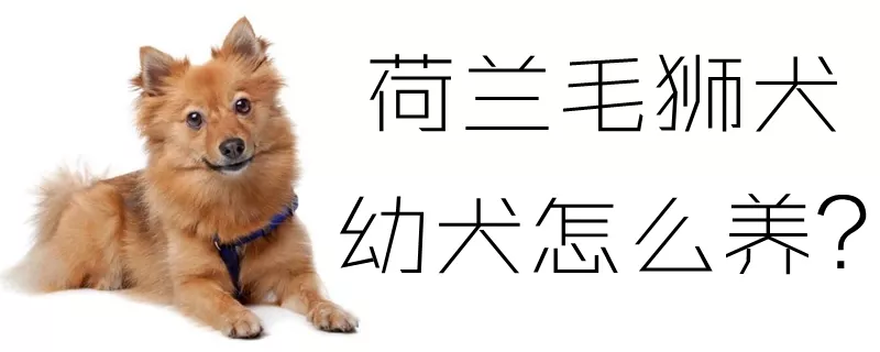 荷兰毛狮犬幼犬怎么养