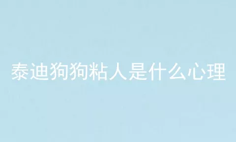 泰迪狗狗粘人是什么心理