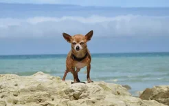 狗狗游泳是天生的吗 能让狗狗去游泳吗