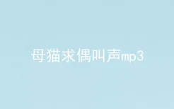 母猫求偶叫声mp3