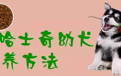 哈士奇幼犬饲养方法