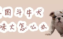 英国斗牛犬体味大怎么办