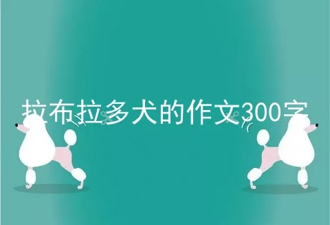 拉布拉多犬的作文300字