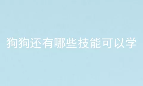 狗狗还有哪些技能可以学