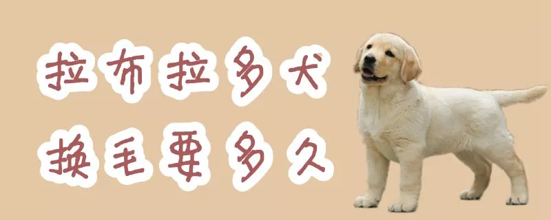 拉布拉多犬换毛要多久