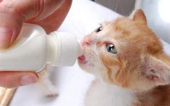 刚生的小猫不吃奶是怎么回事
