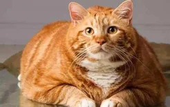 橘猫真的容易胖吗